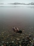 IMG_20170110_090826.jpg
