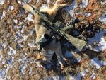 Coyote 1.jpg