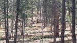 elk 2017 sping 2.jpg