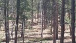 elk2017 spring.jpg