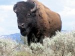 yellowstone 013.jpg
