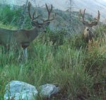 lookout and shorty.jpg