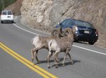 6 Yellowstone Bighorns Crossing Road Sml.jpg