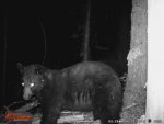 Bear 5-21-17.jpg