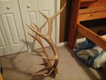 Shari's elk side.jpg
