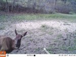 Smile Elk.jpg