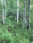 IMG950111.jpg