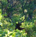 bedded elk.jpg