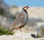 Chukar partridge alectoris chukar.jpg