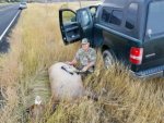 Road Kill Elk.jpg