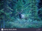 elk-cervus-canadensis-in-the-pine-forest-banff-national-park-alberta-ECY8B5.jpg