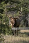 mature-wild-bull-elk-walking-in-fall-grasses-and-pine-forest-alberta-picture-id141850307.jpg