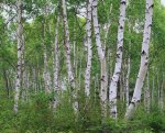 trees.jpg