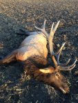 Jon's ND Elk 2017.jpg