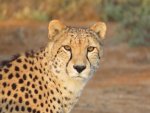 Cheeta.jpg