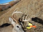 Montana Whitetail.JPG