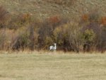 White Whitetail.jpg