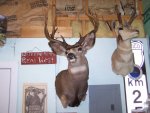 Dad's Buck Mount 017.jpg