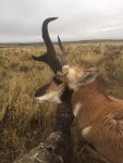 2017 Pronghorn 2.jpg