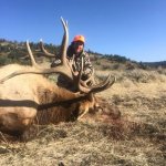 2017 Bull.jpg