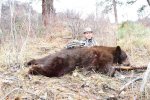Bear2.jpg