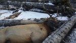elk 2017 1.jpg