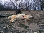 yote 12 14 17 2.jpg