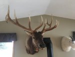 Elk from 1954 redone in 2016 .jpg