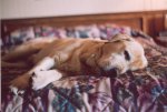 Web tired Murph1.jpg