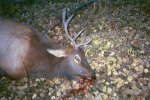 Elk-1.jpg