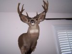 Malibu buck 001.jpg