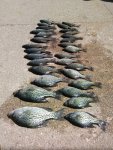 Crappie.jpg