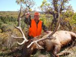 2013 bull - Copy1.jpg