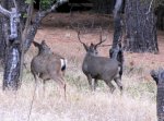 IMG_1246aat.jpg