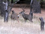 IMG_1249ata.jpg