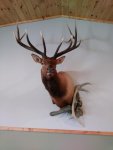 elk mount 2.jpg