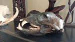 Bear Skull.jpg