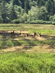 oregon elk 2018.jpg
