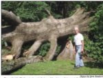 bigtree.jpg