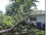bigtree2.jpg