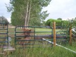 Trees blown over 002.jpg