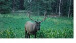 TC2018Elk.jpg