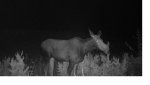 TC2018Moose.jpg