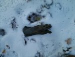 Cat track.jpg