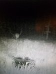 elk trail cam 3.jpg
