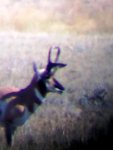 buck11.jpg