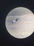 Buck1.jpg