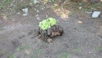 IMG_20170902_103009356.jpg