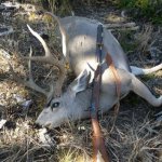 Steve Deer 2018.jpg