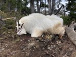 goat 4.jpg